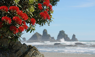 Red Pohutakawa tree on a New Zealand beach