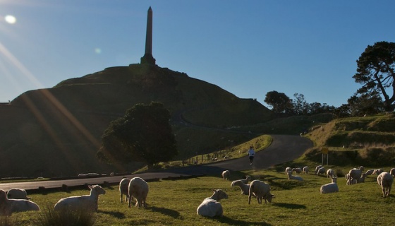 A few sheep in the foreground of Auckland's Maungakiekie - One Tree Hill