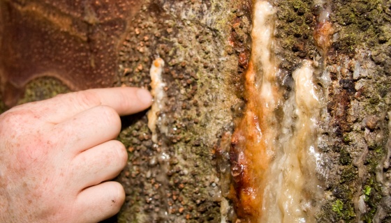 h-Kauri_dieback_Bleeding_lesion